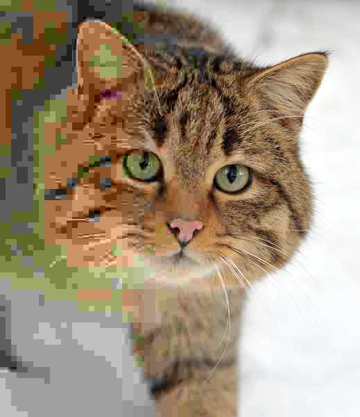 Fallback image